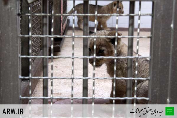 چشمانی که خاک شدند، مجموعه تصاویری از بچه شیرهای اعدامی