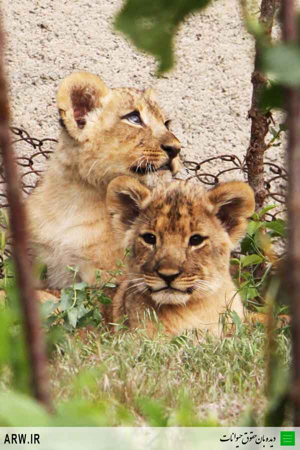 http://arwir.persiangig.com/image/EramZoo/Lions/Small/Animal-Rights-Watch-ARW-519.jpg
