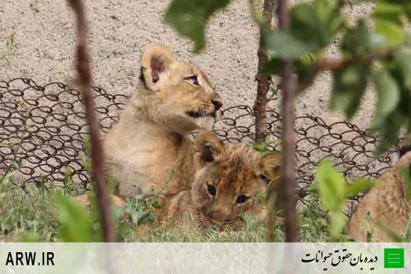 http://arwir.persiangig.com/image/EramZoo/Lions/Small/Animal-Rights-Watch-ARW-520.jpg
