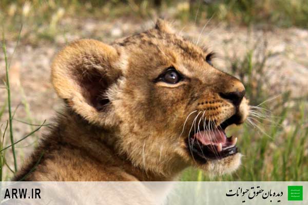 http://arwir.persiangig.com/image/EramZoo/Lions/Small/Animal-Rights-Watch-ARW-521.jpg