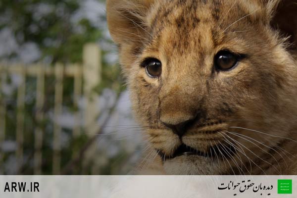 http://arwir.persiangig.com/image/EramZoo/Lions/Small/Animal-Rights-Watch-ARW-522.jpg