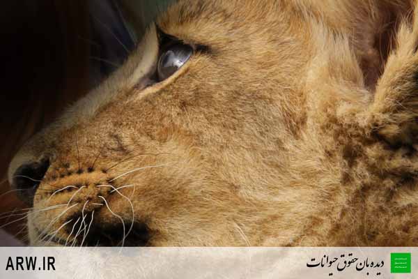 http://arwir.persiangig.com/image/EramZoo/Lions/Small/Animal-Rights-Watch-ARW-524.jpg