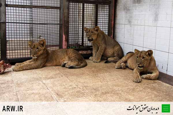 http://arwir.persiangig.com/image/EramZoo/Lions/Small/Animal-Rights-Watch-ARW-525.jpg