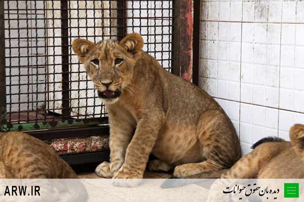 http://arwir.persiangig.com/image/EramZoo/Lions/Small/Animal-Rights-Watch-ARW-526.jpg