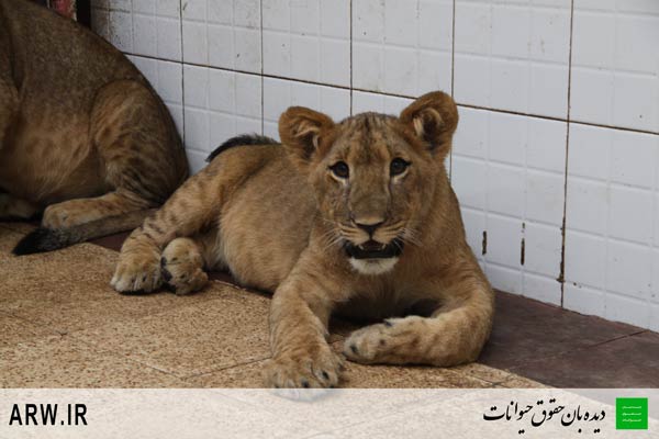 http://arwir.persiangig.com/image/EramZoo/Lions/Small/Animal-Rights-Watch-ARW-527.jpg