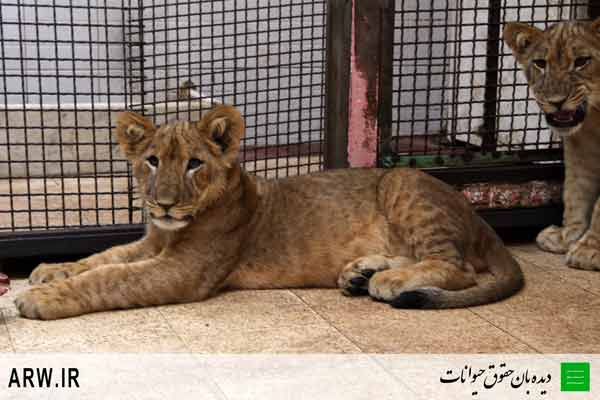 http://arwir.persiangig.com/image/EramZoo/Lions/Small/Animal-Rights-Watch-ARW-528.jpg