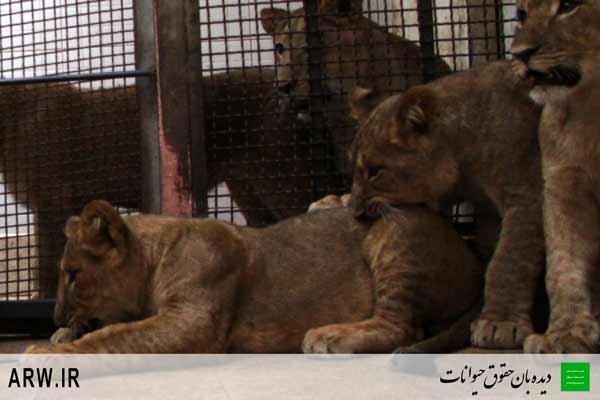 http://arwir.persiangig.com/image/EramZoo/Lions/Small/Animal-Rights-Watch-ARW-531.jpg