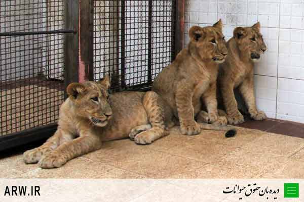http://arwir.persiangig.com/image/EramZoo/Lions/Small/Animal-Rights-Watch-ARW-532.jpg