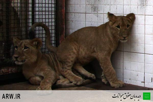 http://arwir.persiangig.com/image/EramZoo/Lions/Small/Animal-Rights-Watch-ARW-533.jpg