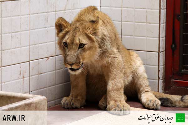 http://arwir.persiangig.com/image/EramZoo/Lions/Small/Animal-Rights-Watch-ARW-534.JPG