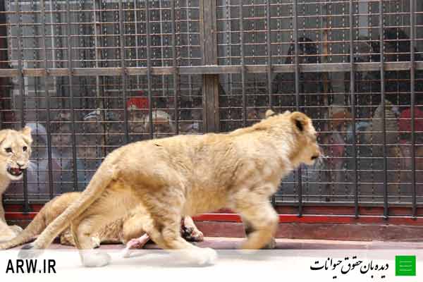 http://arwir.persiangig.com/image/EramZoo/Lions/Small/Animal-Rights-Watch-ARW-535.JPG