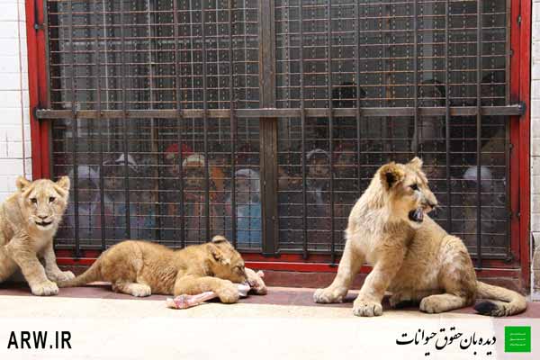 http://arwir.persiangig.com/image/EramZoo/Lions/Small/Animal-Rights-Watch-ARW-536.JPG