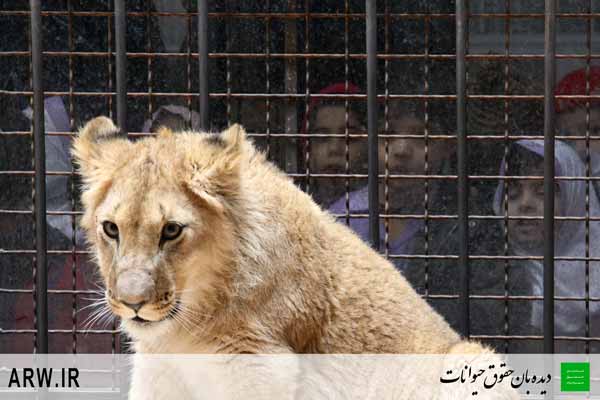 http://arwir.persiangig.com/image/EramZoo/Lions/Small/Animal-Rights-Watch-ARW-537.JPG