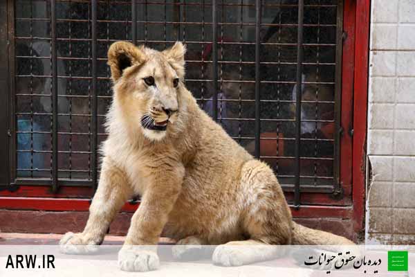http://arwir.persiangig.com/image/EramZoo/Lions/Small/Animal-Rights-Watch-ARW-538.JPG