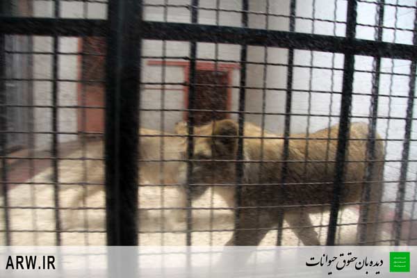 http://arwir.persiangig.com/image/EramZoo/Lions/Small/Animal-Rights-Watch-ARW-540.JPG